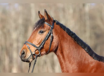 Holsteiner, Stute, 5 Jahre, 16 hh, Brauner