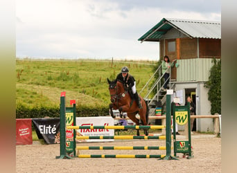 Holsteiner, Stute, 5 Jahre, 16 hh, Brauner