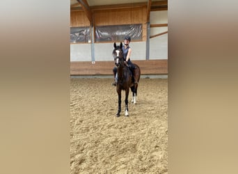 Holstein, Mare, 5 years, 16 hh, Brown
