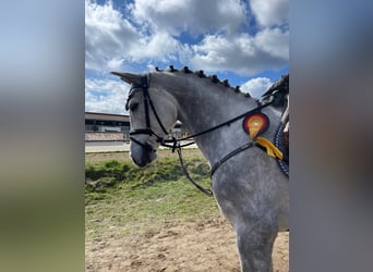 Holstein, Mare, 5 years, 16 hh, Grey