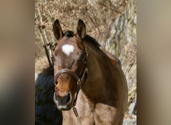 Holstein, Mare, 5 years, 16,1 hh, Bay-Dark