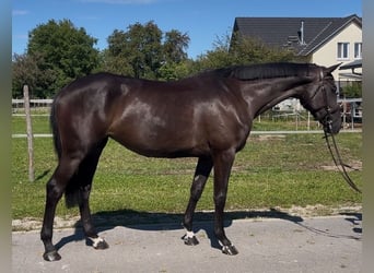 Holstein, Mare, 5 years, 16,1 hh, Black