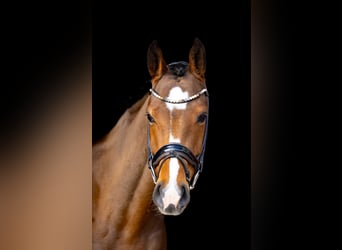 Holstein, Mare, 5 years, 16,1 hh, Brown-Light