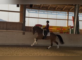 Holstein, Mare, 5 years, 16,1 hh, Brown-Light