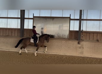 Holstein, Mare, 5 years, 16,1 hh, Brown-Light