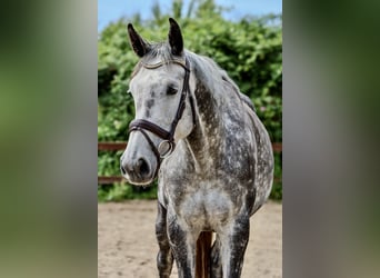 Holstein, Mare, 5 years, 16,1 hh, Grey-Dapple