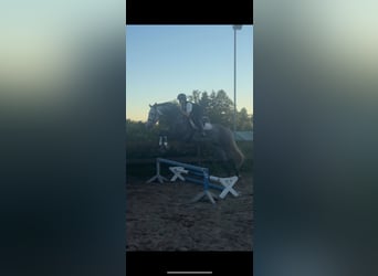 Holstein, Mare, 5 years, 16,1 hh, Grey-Dapple