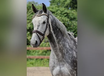 Holstein, Mare, 5 years, 16,1 hh, Grey-Dapple