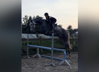 Holstein, Mare, 5 years, 16,1 hh, Grey-Dapple