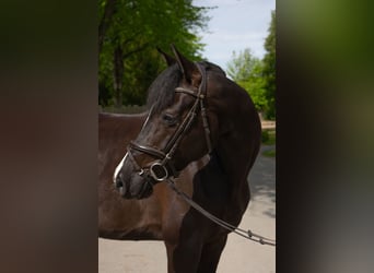 Holstein, Mare, 5 years, 16,2 hh, Black