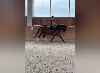 Holstein, Mare, 5 years, 16,2 hh, Chestnut-Red