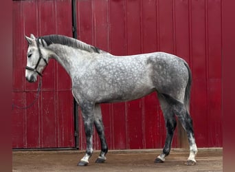 Holstein, Mare, 5 years, 16,2 hh, Grey-Dapple