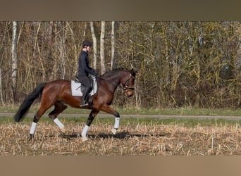 Holstein, Mare, 5 years, 16,3 hh, Brown