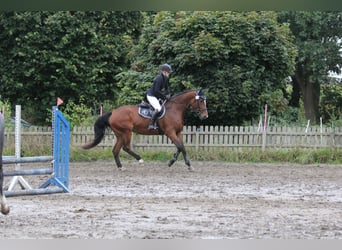 Holstein, Mare, 5 years, 16,3 hh, Brown