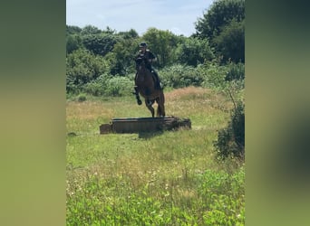 Holstein, Mare, 5 years, 16,3 hh, Brown