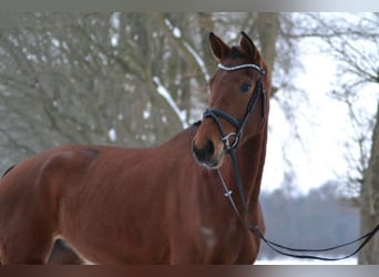 Holstein, Mare, 5 years, 16,3 hh, Brown