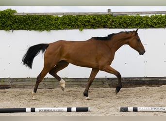 Holstein, Mare, 5 years, 16,3 hh, Brown