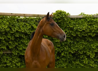 Holstein, Mare, 5 years, 16,3 hh, Brown