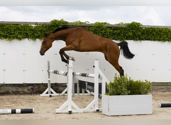 Holstein, Mare, 5 years, 16,3 hh, Brown