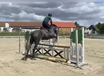 Holstein, Mare, 5 years, 16,3 hh, Can be white
