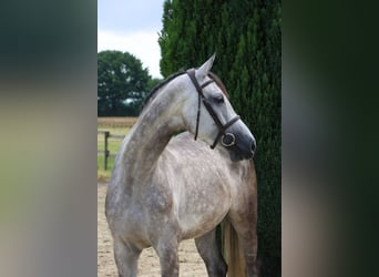 Holstein, Mare, 5 years, 16,3 hh, Gray