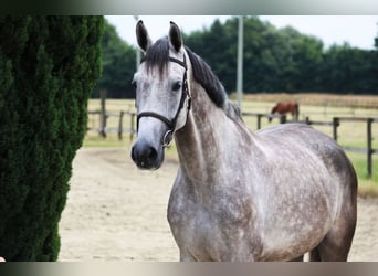 Holstein, Mare, 5 years, 16,3 hh, Gray