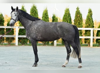 Holstein, Mare, 5 years, 17,1 hh, Gray-Dapple