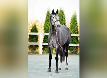 Holstein, Mare, 5 years, 17,1 hh, Gray-Dapple