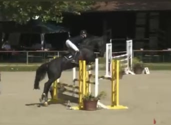 Holstein, Mare, 5 years, 17 hh, Black