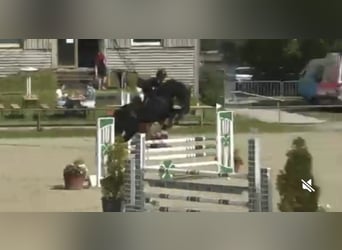 Holstein, Mare, 5 years, 17 hh, Black