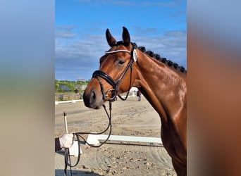 Holstein, Mare, 5 years, 17 hh, Brown