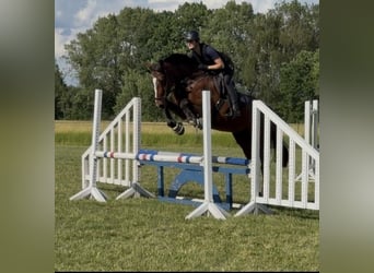 Holstein, Mare, 5 years, 17 hh, Brown