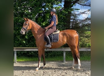 Holstein, Mare, 5 years, 17 hh, Brown