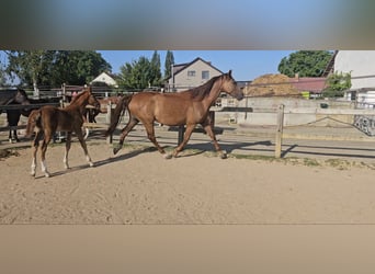 Holstein, Mare, 5 years, 17 hh, Chestnut