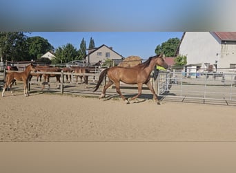 Holstein, Mare, 5 years, 17 hh, Chestnut