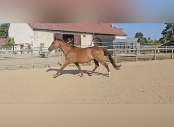 Holstein, Mare, 5 years, 17 hh, Chestnut