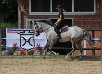 Holstein, Mare, 5 years, 17 hh, Gray