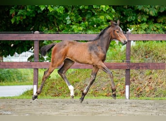 Holstein, Mare, 5 years, 17 hh, Grey