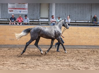 Holstein, Mare, 5 years, 17 hh, Grey