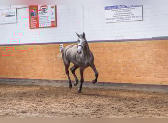 Holstein, Mare, 5 years, 17 hh, Grey