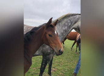 Holstein, Mare, 5 years, 17 hh, Grey