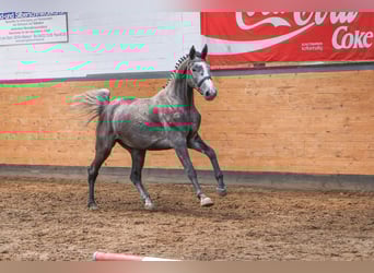 Holstein, Mare, 5 years, 17 hh, Grey