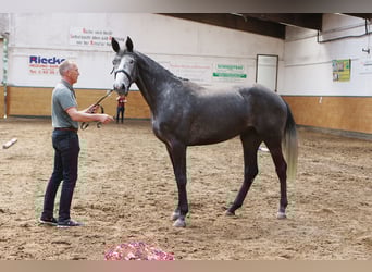 Holstein, Mare, 5 years, 17 hh, Grey