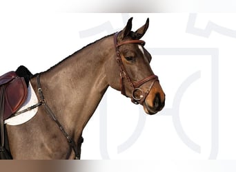 Holstein, Mare, 5 years, Brown