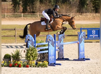 Holstein, Mare, 5 years, Brown