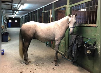 Holstein, Mare, 5 years, Gray