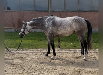 Holstein, Mare, 5 years, Gray
