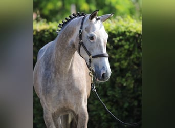 Holstein, Mare, 5 years, Grey