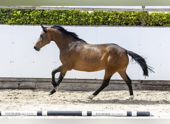 Holstein, Mare, 6 years, 15.1 hh, Brown