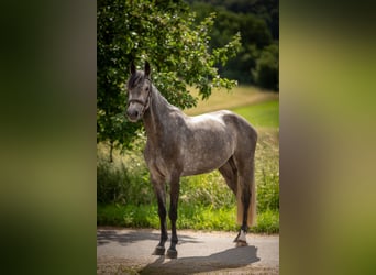 Holstein, Mare, 6 years, 15.2 hh, Grey-Dark-Tan
